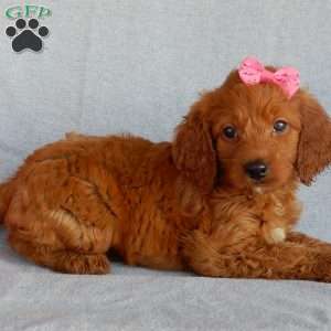 Sunny (medium), Goldendoodle Puppy